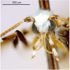 /filer/webapps/moths_gc/media/images/L/lambertiae_Gibbovalva_HT_head1_De-Prins-etal_2025_270.jpg