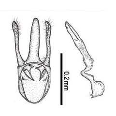 /filer/webapps/moths_gc/media/images/C/citrella_Phyllocnistis_Kim-etal_GM_2015_296.jpg