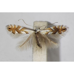 /filer/webapps/moths_gc/media/images/V/vulturella_Phyllonorycter_A_ZSM.jpg