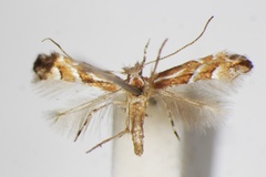 Phyllonorycter lyoniae