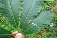 Caloptilia aesculi