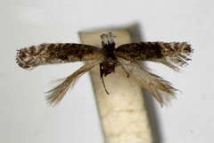 Parornix compsumpta