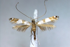 Borboryctis triplaca