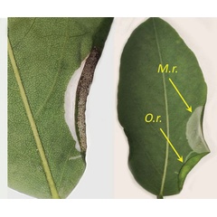 /filer/webapps/moths_gc/media/images/R/robiniella_Macrosaccus_mine-type4b_Kirichenko-etal_2025b_7.jpg