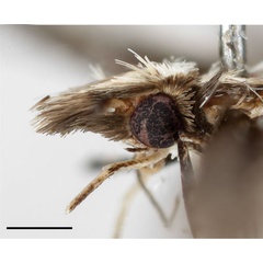 /filer/webapps/moths_gc/media/images/L/leguminivora_Adenogasteria_head_Davis-et-al_2019.jpg