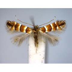 /filer/webapps/moths_gc/media/images/N/nicellii_Phyllonorycter_A_EIHU.jpg