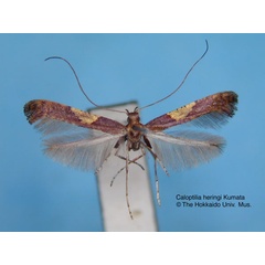 /filer/webapps/moths_gc/media/images/H/heringi_Caloptilia_HT_EIHU.jpg