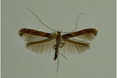 Caloptilia falconipennella