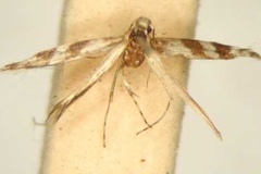 Cryptolectica euryphanta