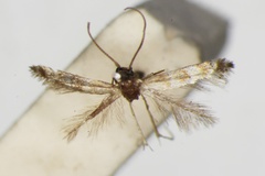 Phyllonorycter argentifrontella