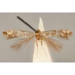 /filer/webapps/moths_gc/media/images/E/enchalcoa_Phyllonorycter_ST_ANIC31-075609_dorsal.jpg