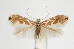 Phyllonorycter connexella