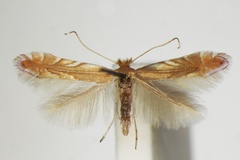 Phyllonorycter quercifoliella