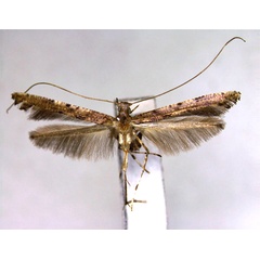 /filer/webapps/moths_gc/media/images/C/crinotibialis_Caloptilia_PT_EIHU.jpg