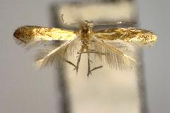 Phyllonorycter pseuditeina