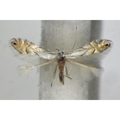 /filer/webapps/moths_gc/media/images/H/heegeriella_Phyllonorycter_A_ZSM_2.jpg