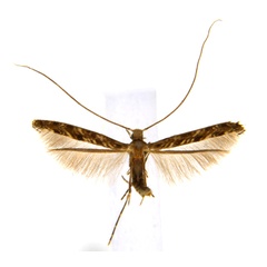 /filer/webapps/moths_gc/media/images/C/crotonella_Diphtheroptila_PT2_ANIC.jpg