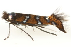 Porphyrosela minuta