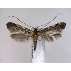 /filer/webapps/moths_gc/media/images/A/arsenievi_Gracillaria_A_EIHU.jpg