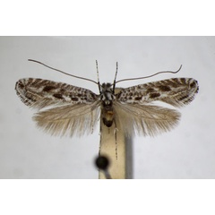 /filer/webapps/moths_gc/media/images/A/anguliferella_Parornix_A_ZSM_3.jpg