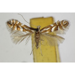 /filer/webapps/moths_gc/media/images/C/cavella_Phyllonorycter_A_ZSM.jpg