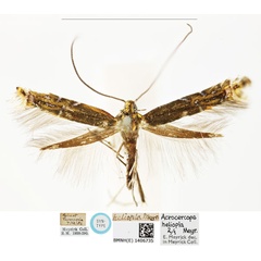 /filer/webapps/moths_gc/media/images/H/heliopla_Polysoma_ST_BMNH_1406735.jpg