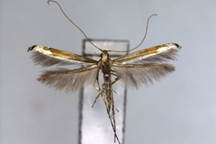 Acrocercops paliacma