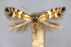 Phyllonorycter hilarella
