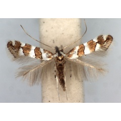 /filer/webapps/moths_gc/media/images/B/brachylaenae_Phyllonorycter_AM_TMSA.jpg