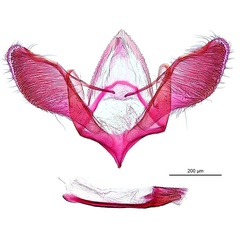 /filer/webapps/moths_gc/media/images/G/gunniela_Neurostrota_A171_GM_ANIC.jpg