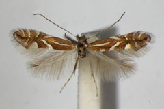 /filer/webapps/moths_gc/media/images/O/oxyacanthae_Phyllonorycter_A_ZSM_3.jpg