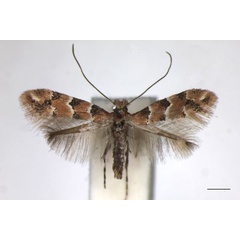 /filer/webapps/moths_gc/media/images/T/trifasciella_Phyllonorycter_A_BMNH_LR.jpg