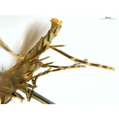 /filer/webapps/moths_gc/media/images/C/crotonella_Diphtheroptila_PT10_legs_ANIC.jpg