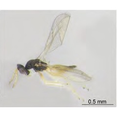 /filer/webapps/moths_gc/media/images/I/issikii_Phyllonorycter_Mischotetrastichus_petiolatus2_Kosheleva_et_al._2022_14.jpg