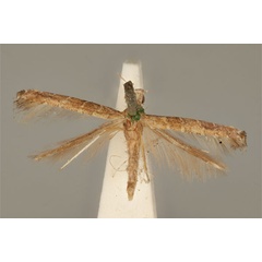 /filer/webapps/moths_gc/media/images/O/obscurella_Acrocercops_HT_ANIC31-036690_dorsal.jpg
