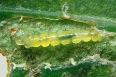 Phyllocnistis phoebus