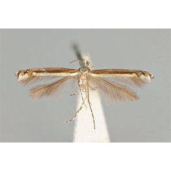 /filer/webapps/moths_gc/media/images/F/fluorescens_nereis_Acrocercops_ST_ANIC31-087242_dorsal.jpg