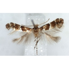 /filer/webapps/moths_gc/media/images/G/gozmanyi_Phyllonorycter_HT_RMCAa.jpg