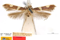 Caloptilia plagiotoma