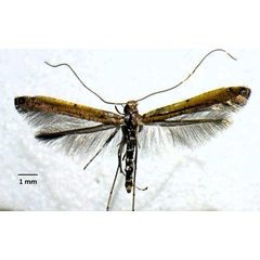 /filer/webapps/moths_gc/media/images/P/perseae_Caloptilia_AM_Iruegas-Buentello-etal_2025_6.jpg