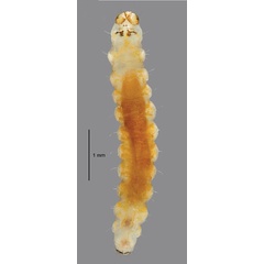 /filer/webapps/moths_gc/media/images/B/botanica_Sabulopteryx_larva_Hoare-et-al_2019_49.jpg