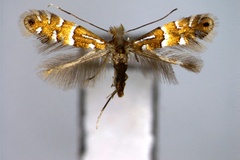 Phyllonorycter kisoensis