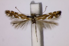 Phyllonorycter blancardella
