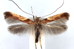 Caloptilia fribergensis