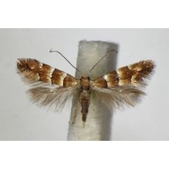 /filer/webapps/moths_gc/media/images/F/froelichiella_Phyllonorycter_A_ZSM.jpg