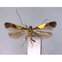 /filer/webapps/moths_gc/media/images/A/aceris_Caloptilia_PT_EIHU.jpg