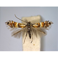 /filer/webapps/moths_gc/media/images/A/alnivorella_Phyllonorycter_A_EIHU.jpg