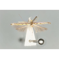 /filer/webapps/moths_gc/media/images/P/pyrochroma_Cuphodes_LT_ANIC31-087225_wing.jpg