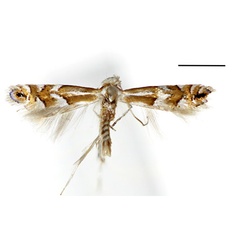 /filer/webapps/moths_gc/media/images/S/sorbicola_Phyllonorycter_A_Kim-etal_2024_402.jpg