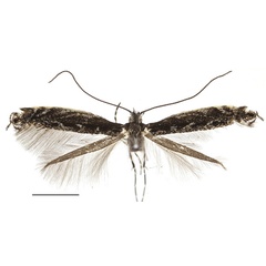 /filer/webapps/moths_gc/media/images/O/occulta_Micrurapteryx_A_Kirichenko-et-al_2016_111_10.jpg